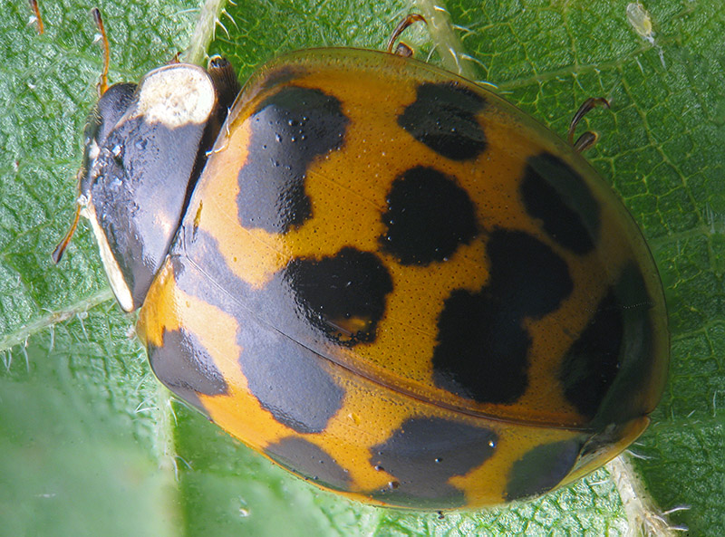 Coccinellidae: Harmonia axyridis